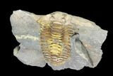 Fossil Calymene Trilobite In Nodule - Morocco #100014-2